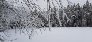 Pitkiä lumikiteitä puiden oksissa.